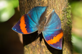 Schmetterling auf Sumatra