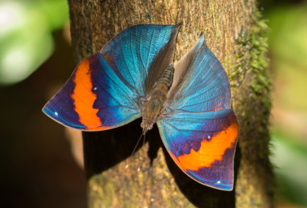 Schmetterling auf Sumatra